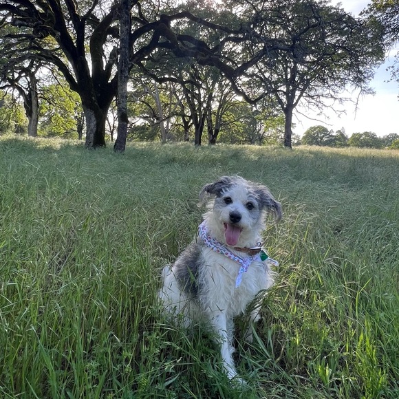 Meet your Posher, Jessie - Picture 6 of 9